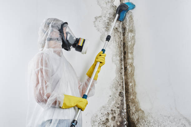 Best Basement Mold Remediation in West Mifflin, PA