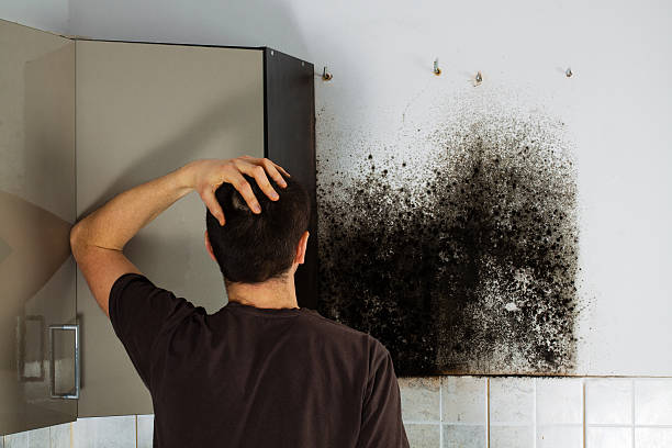 Best Post-Flood Mold Remediation in West Mifflin, PA